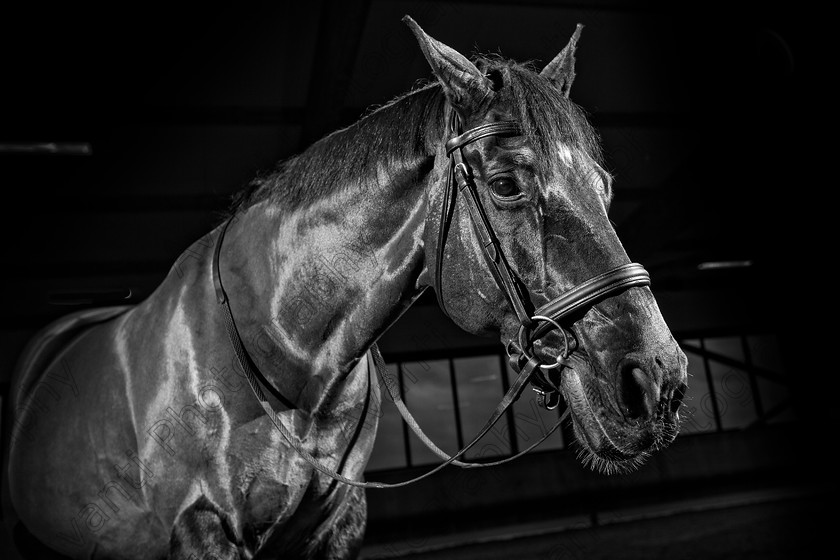 Avanti-Photography-106
collection: White Hill Stud
description: Horse photography at the splendid White Hill Stud farm .