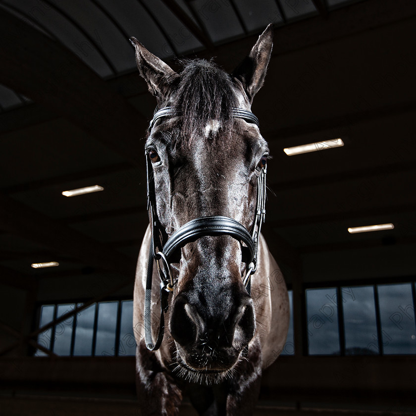 Avanti-Photography-107
collection: White Hill Stud
description: Horse photography at the splendid White Hill Stud farm .