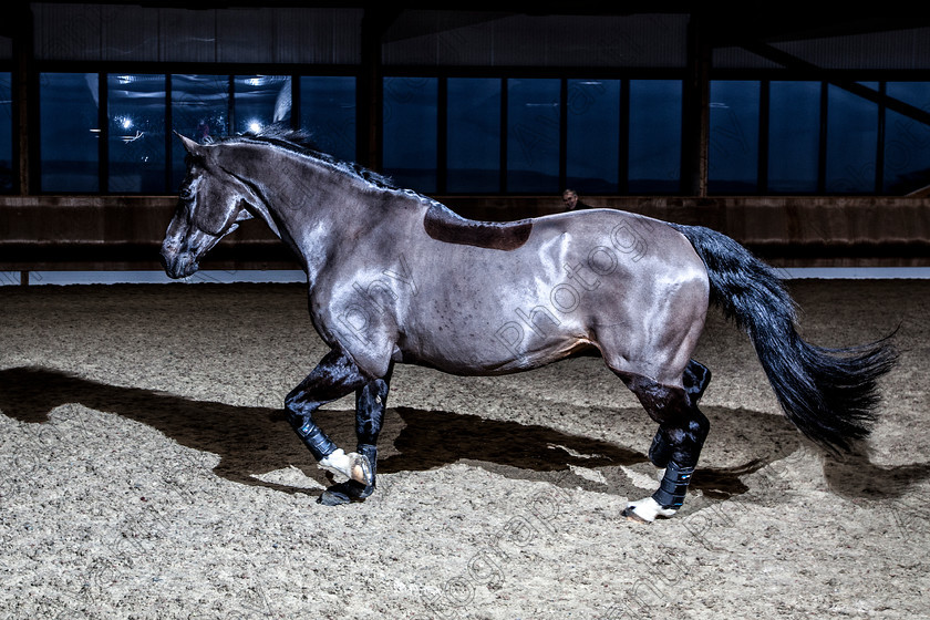 Avanti-Photography-139
collection: White Hill Stud
description: Horse photography at the splendid White Hill Stud farm .