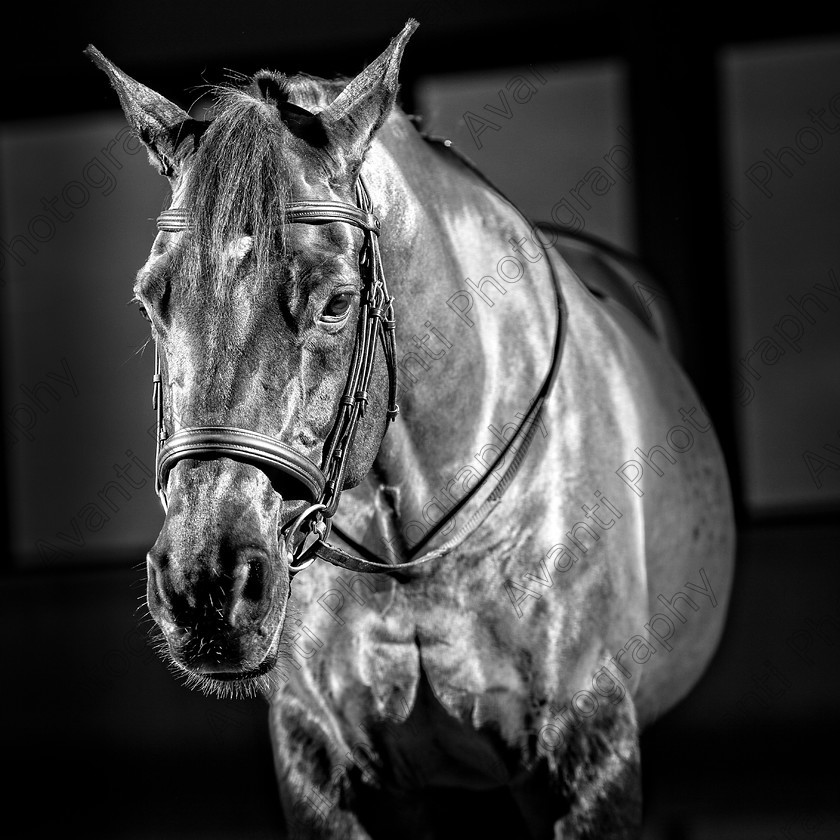 Avanti-Photography-118
collection: White Hill Stud
description: Horse photography at the splendid White Hill Stud farm .