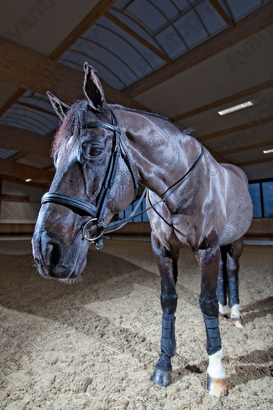 Avanti-Photography-129
collection: White Hill Stud
description: Horse photography at the splendid White Hill Stud farm .