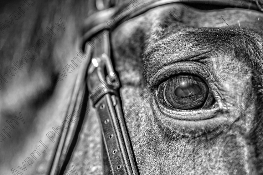 Avanti-Photography-116
collection: White Hill Stud
description: Horse photography at the splendid White Hill Stud farm .