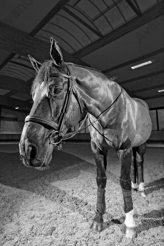 Avanti-Photography-130
collection: White Hill Stud
description: Horse photography at the splendid White Hill Stud farm .