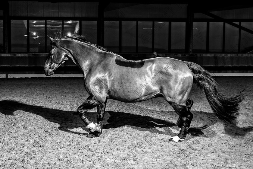 Avanti-Photography-140
collection: White Hill Stud
description: Horse photography at the splendid White Hill Stud farm .