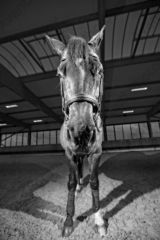 Avanti-Photography-124
collection: White Hill Stud
description: Horse photography at the splendid White Hill Stud farm .