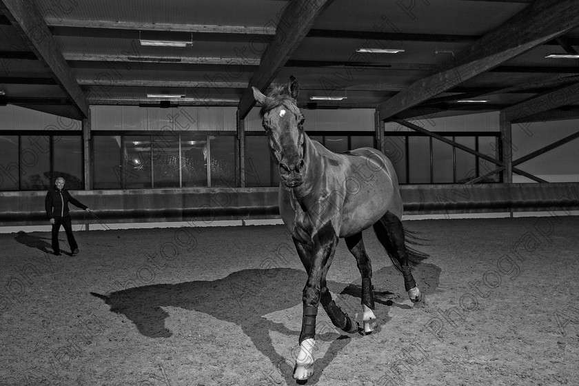 Avanti-Photography-138
collection: White Hill Stud
description: Horse photography at the splendid White Hill Stud farm .