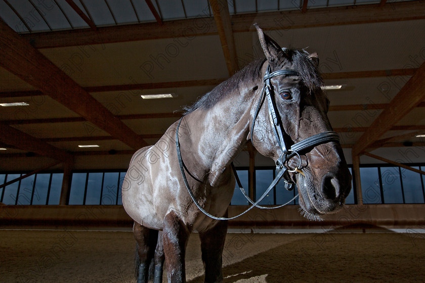 Avanti-Photography-135
collection: White Hill Stud
description: Horse photography at the splendid White Hill Stud farm .