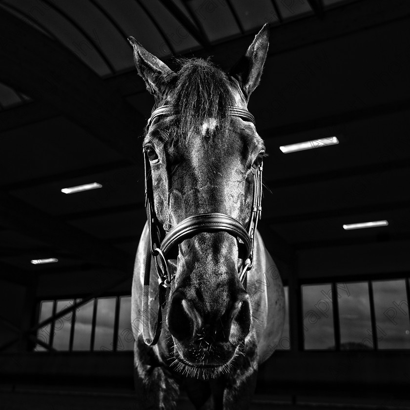 Avanti-Photography-108
collection: White Hill Stud
description: Horse photography at the splendid White Hill Stud farm .