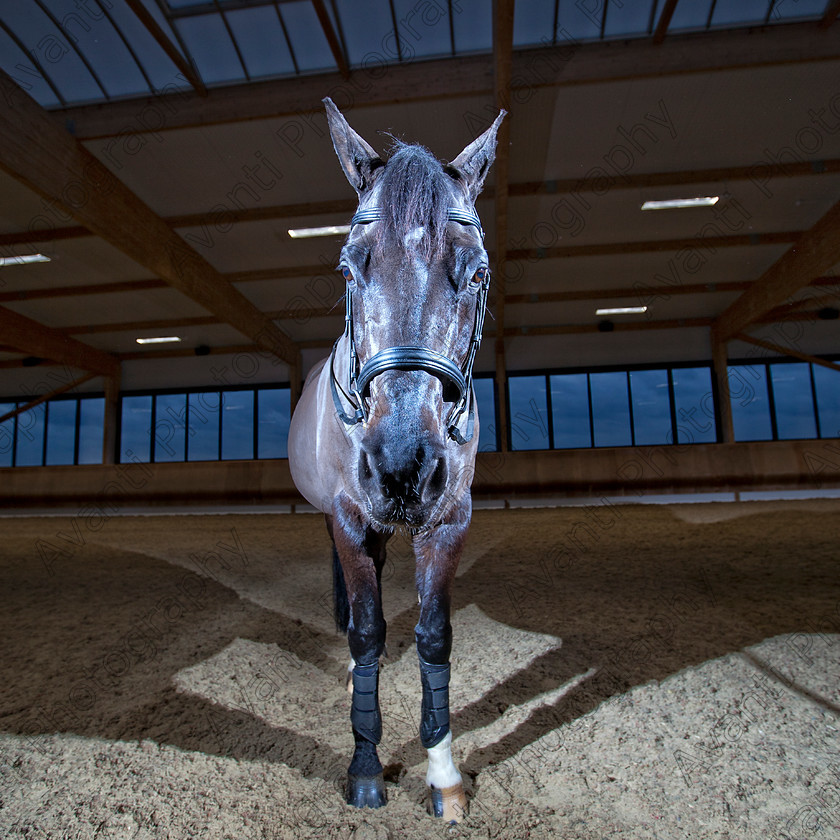 Avanti-Photography-125
collection: White Hill Stud
description: Horse photography at the splendid White Hill Stud farm .