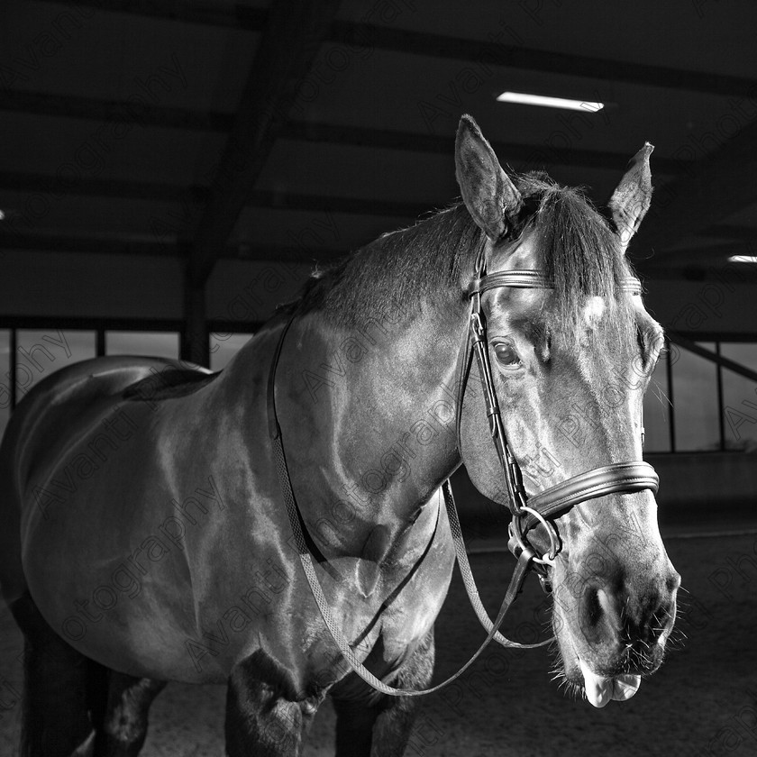 Avanti-Photography-104
collection: White Hill Stud
description: Horse photography at the splendid White Hill Stud farm .