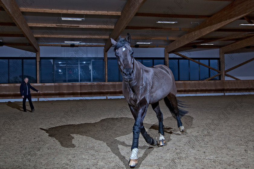 Avanti-Photography-137
collection: White Hill Stud
description: Horse photography at the splendid White Hill Stud farm .