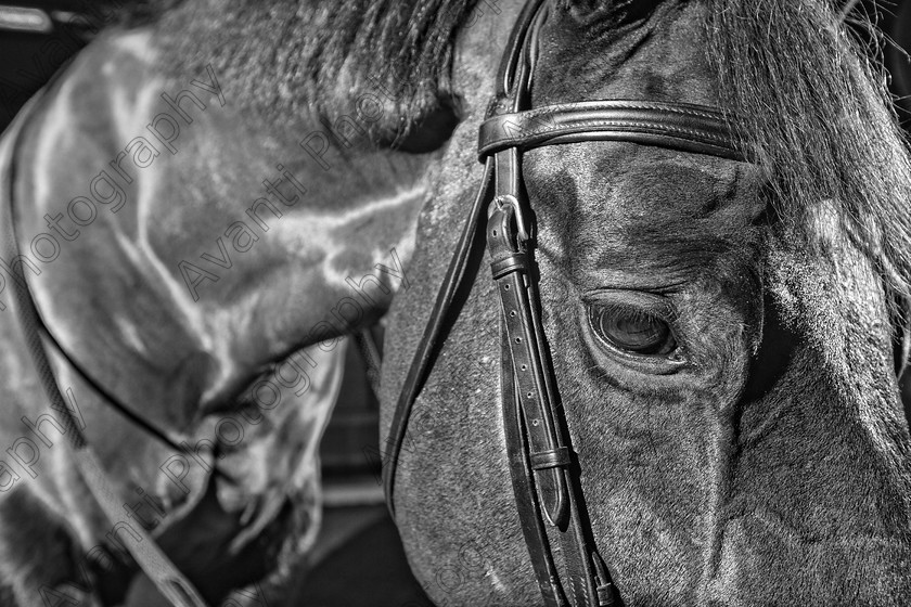 Avanti-Photography-134
collection: White Hill Stud
description: Horse photography at the splendid White Hill Stud farm .