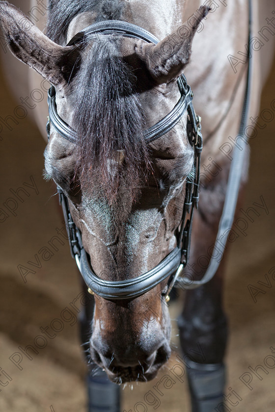 Avanti-Photography-121
collection: White Hill Stud
description: Horse photography at the splendid White Hill Stud farm .