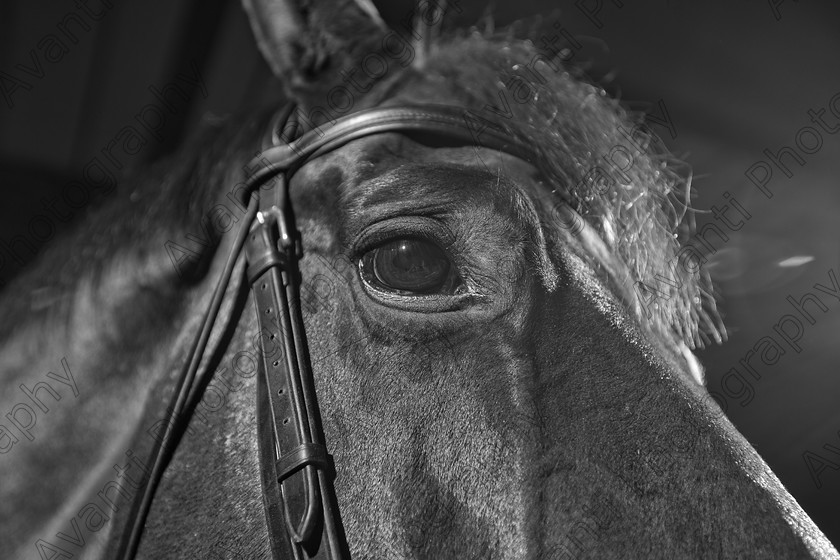 Avanti-Photography-114
collection: White Hill Stud
description: Horse photography at the splendid White Hill Stud farm .