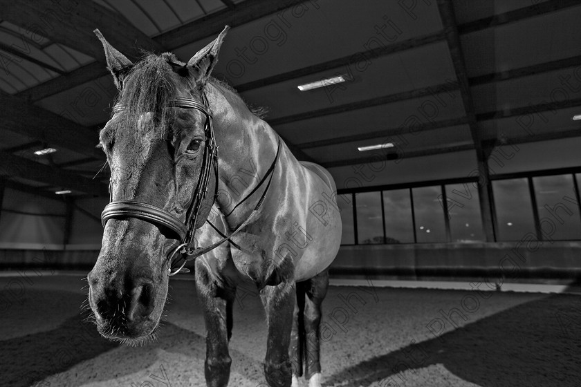 Avanti-Photography-128
collection: White Hill Stud
description: Horse photography at the splendid White Hill Stud farm .