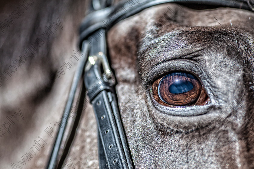 Avanti-Photography-115
collection: White Hill Stud
description: Horse photography at the splendid White Hill Stud farm .